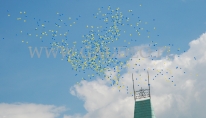 1000 żółto niebieskich balonów z helem odlatuje nad miastem.