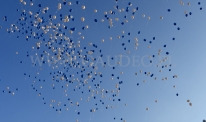 Balony z helem odlatują do nieba.