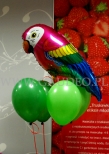 Balony helowe z papugą.