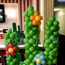 kaktus balonowy.